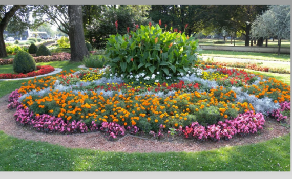 Посадили — и забыли: эти цветы зацветут сами, если посеять их в апреле Посадили — и забыли: эти цветы зацветут сами, если посеять их в апреле